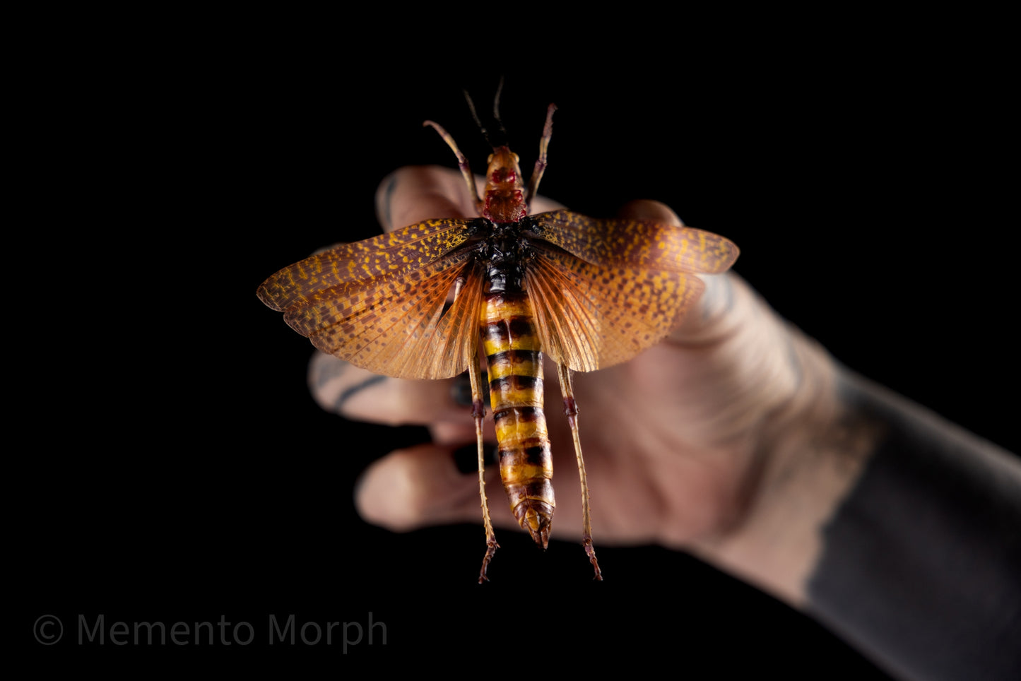 Phymateus Aegrotus (Unmounted)