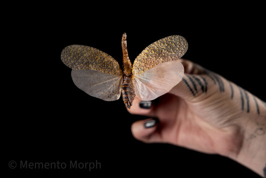 Zanna Nobilis Lanternfly (Folded Wings)