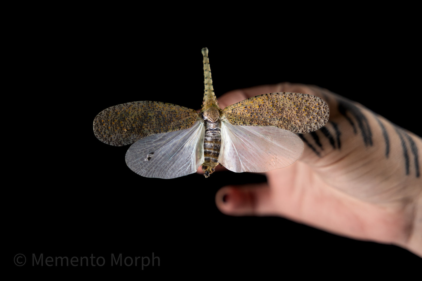 Zanna Nobilis Lanternfly (Folded Wings)