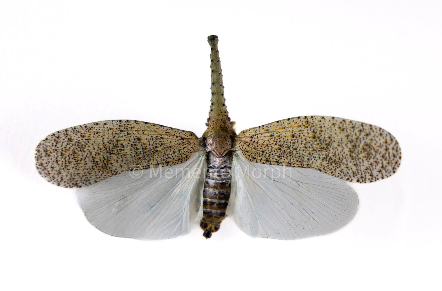 Zanna Nobilis Lanternfly (Folded Wings)