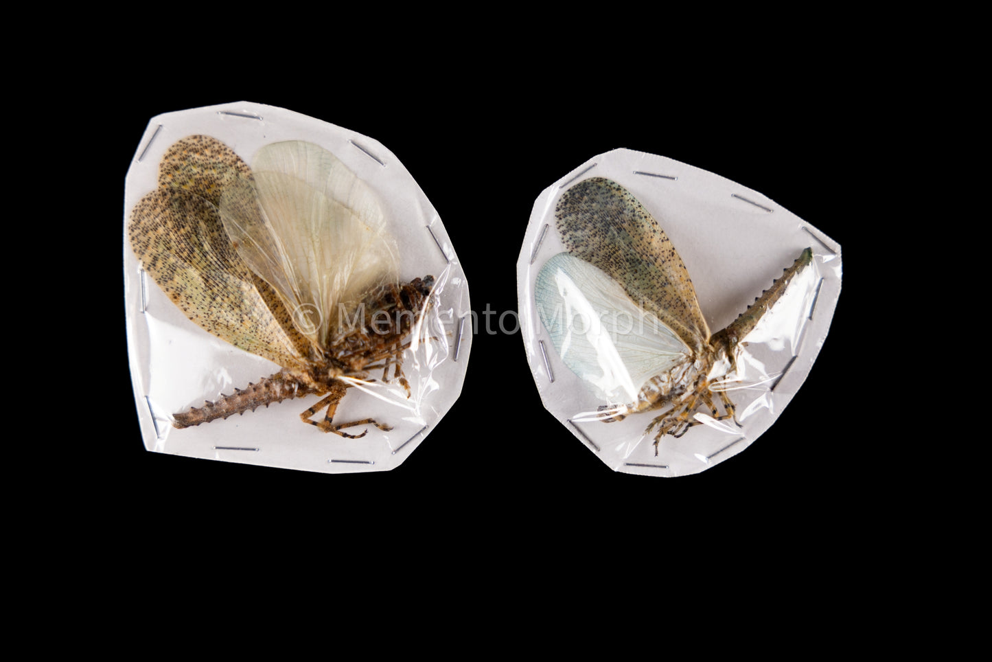 Zanna Nobilis Lanternfly (Folded Wings)