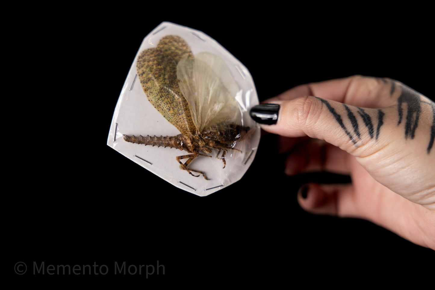 Zanna Nobilis Lanternfly (Folded Wings)