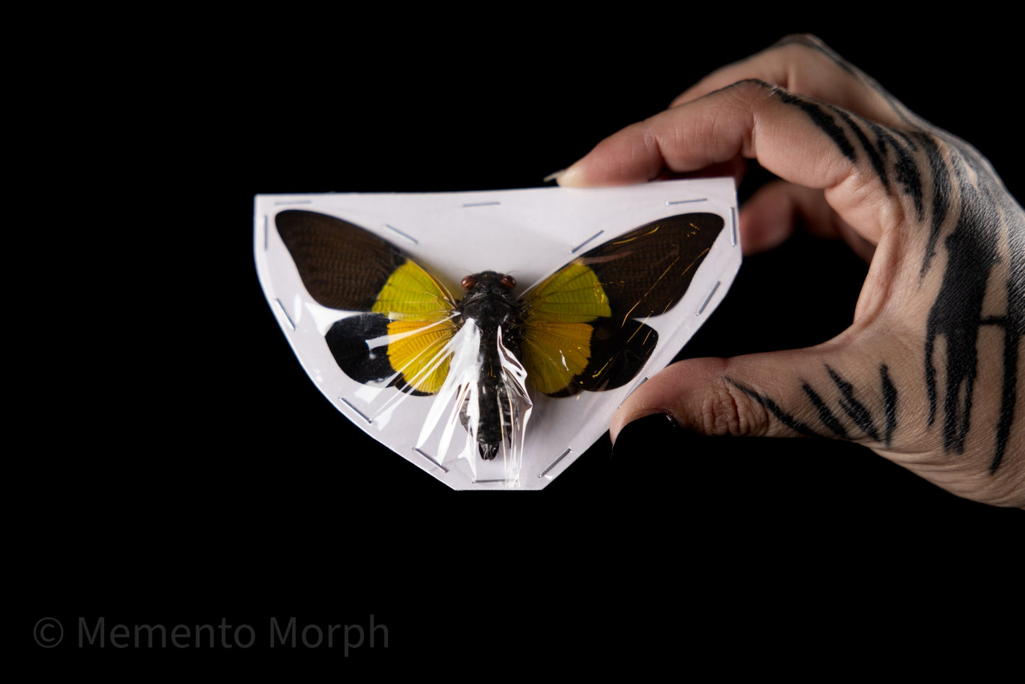 Trengganua Sibylla Cicada (Spread)