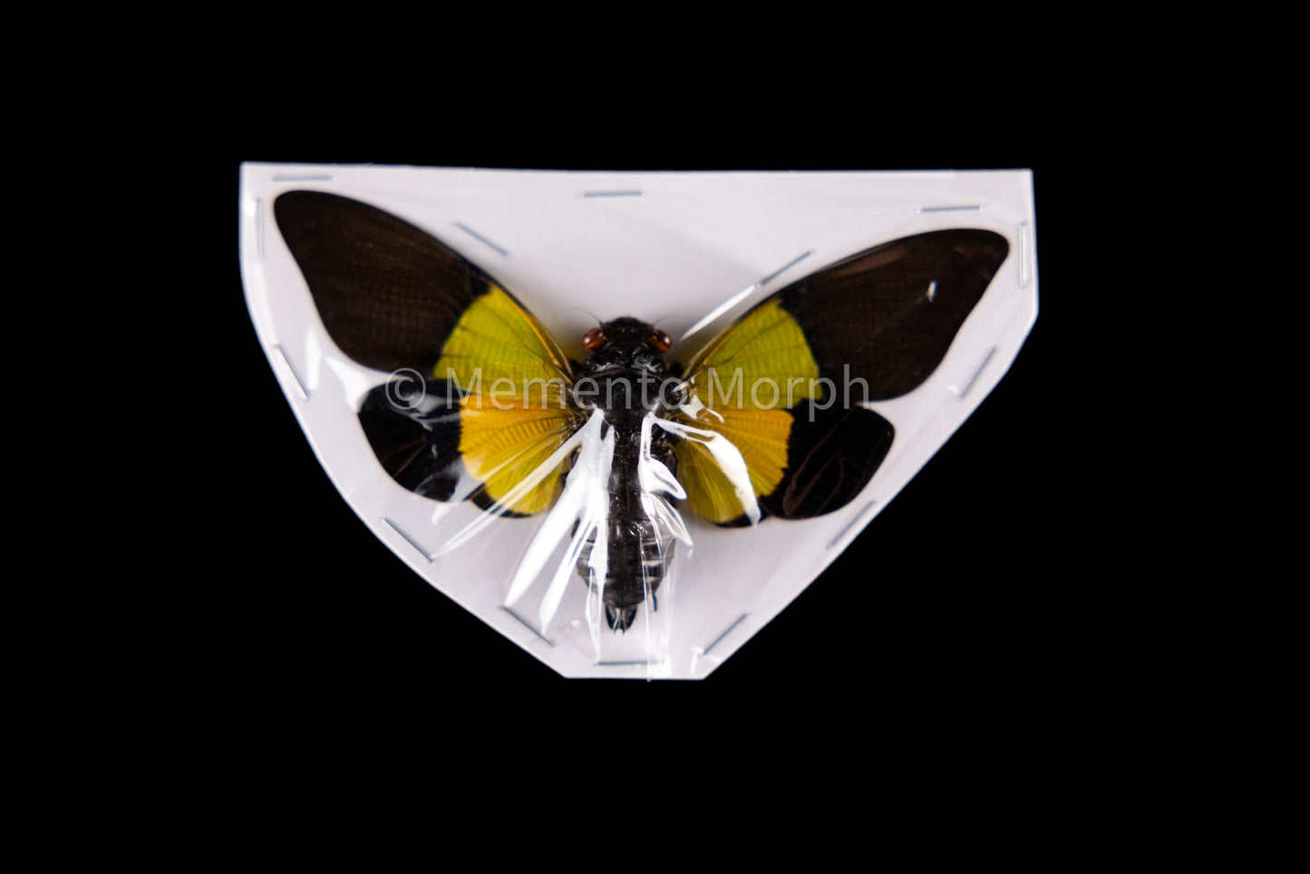 Trengganua Sibylla Cicada (Spread)