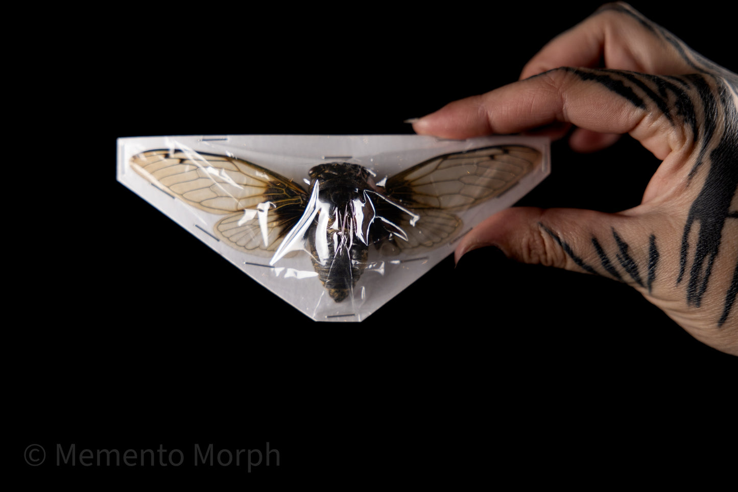 Cryptotympana Nitidula Cicada (Spread)