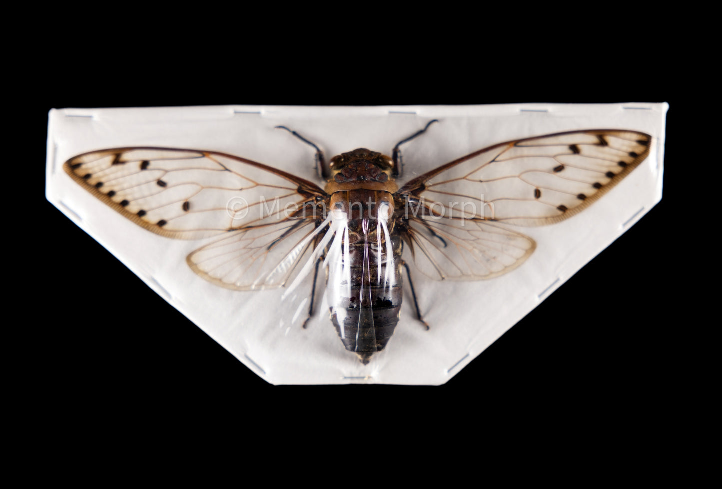 Pomponia Merula Cicada (Spread)