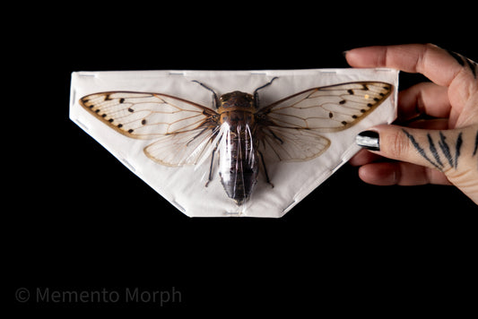 Pomponia Merula Cicada (Spread)