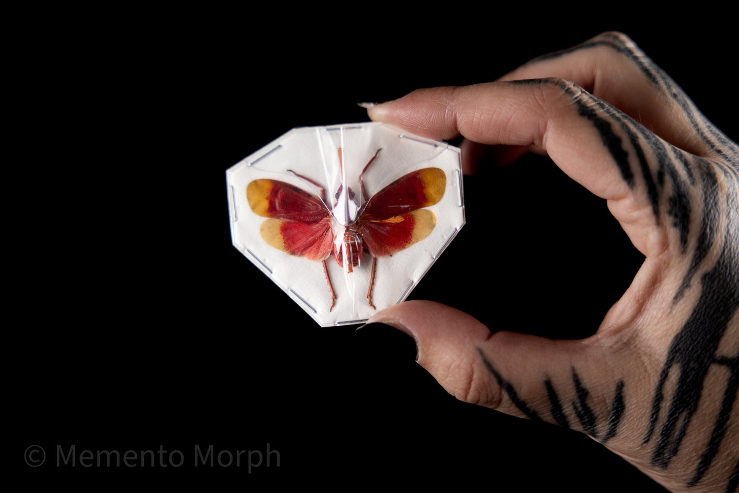 Pyrops Hamjahii Lanternfly (Spread)