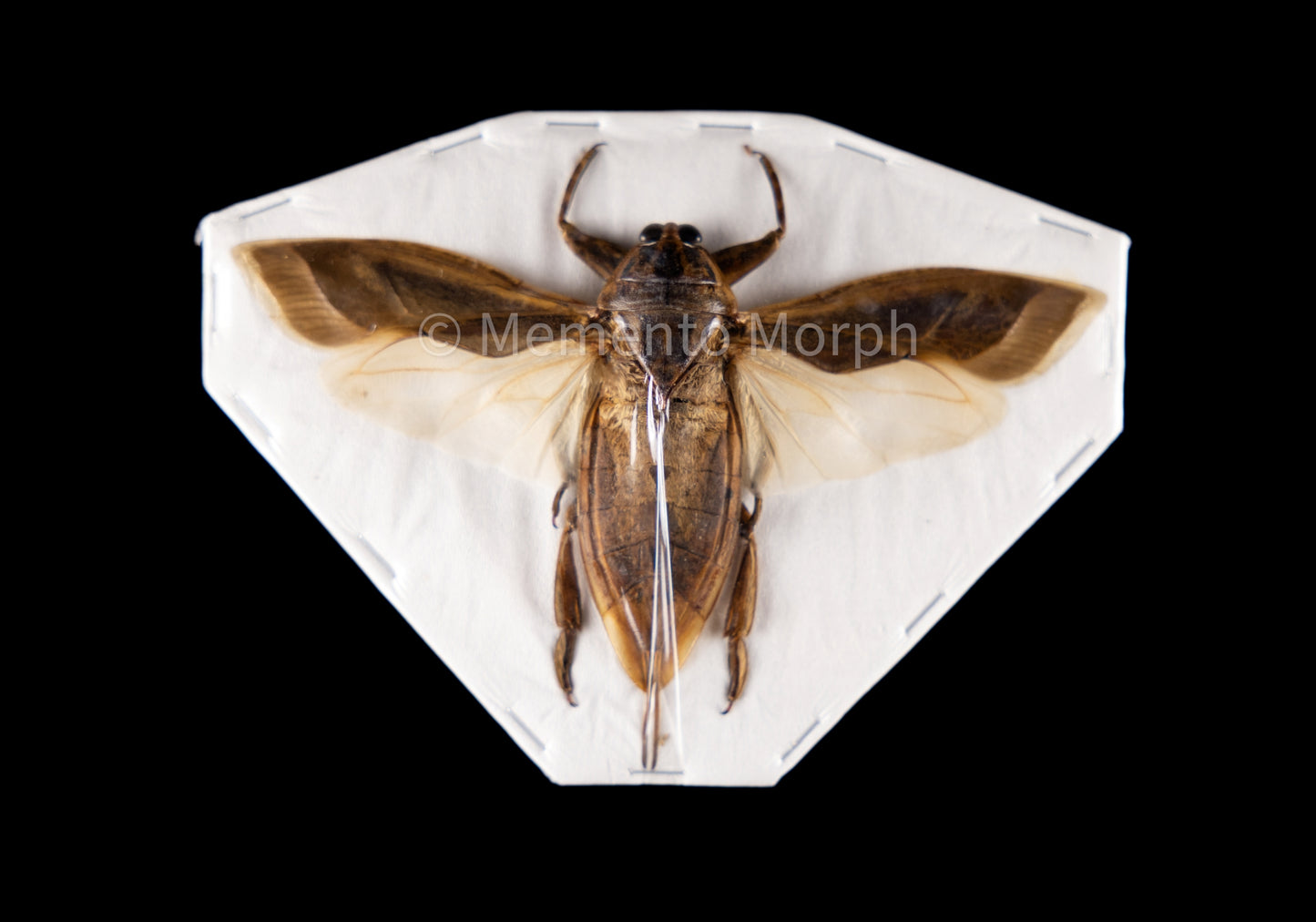 Lethocerus Indicus (Spread)