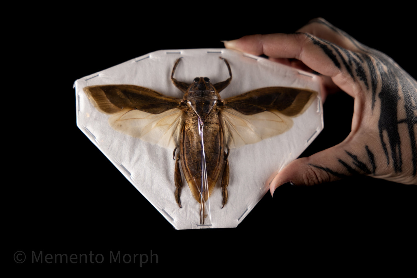 Lethocerus Indicus (Spread)