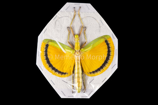 Tagesoidea Nigrofasciata (Spread)