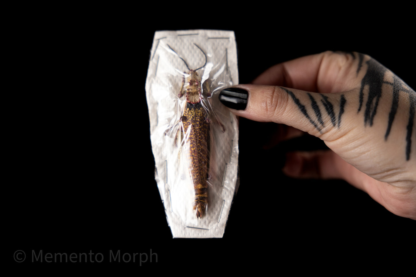 Phymateus Aegrotus (Unmounted)