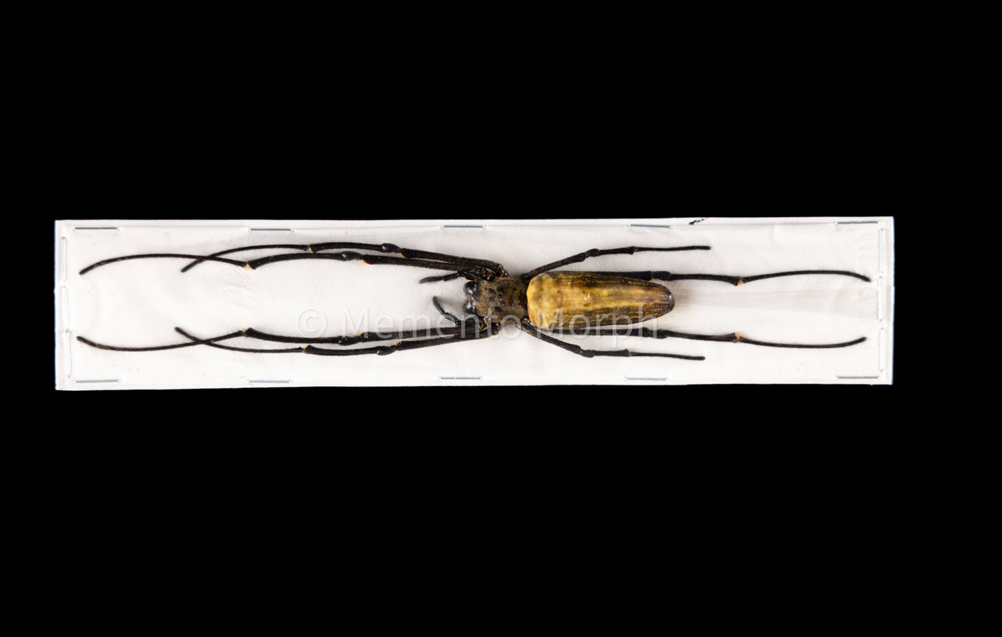Nephila maculata (Unmounted)
