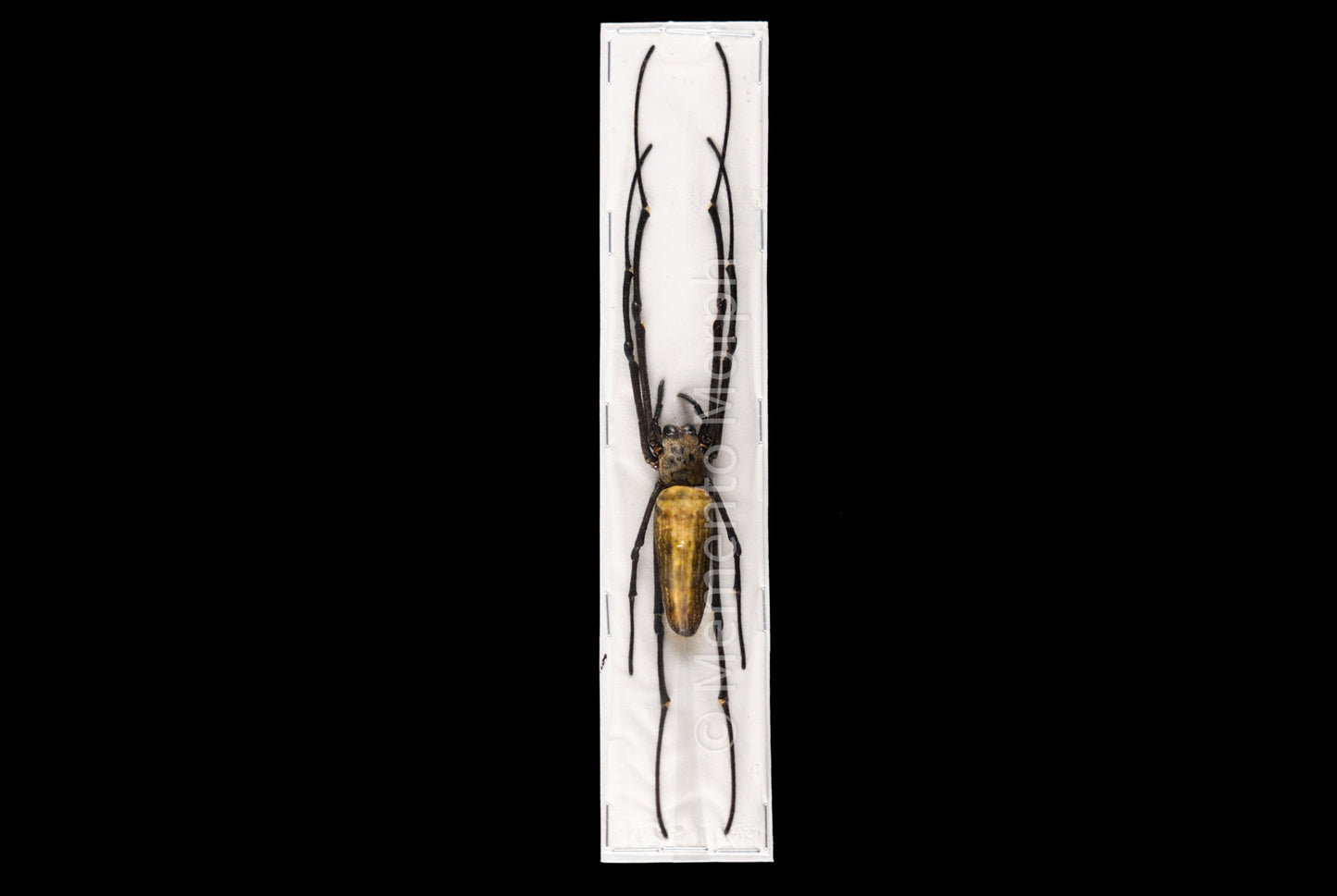 Nephila maculata (Unmounted)