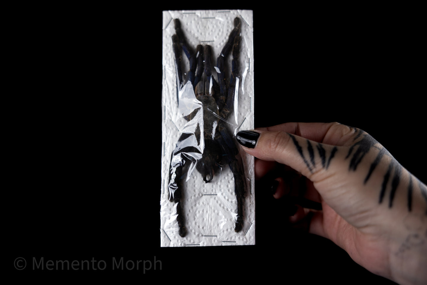 Haploplema Lividium (Unmounted)