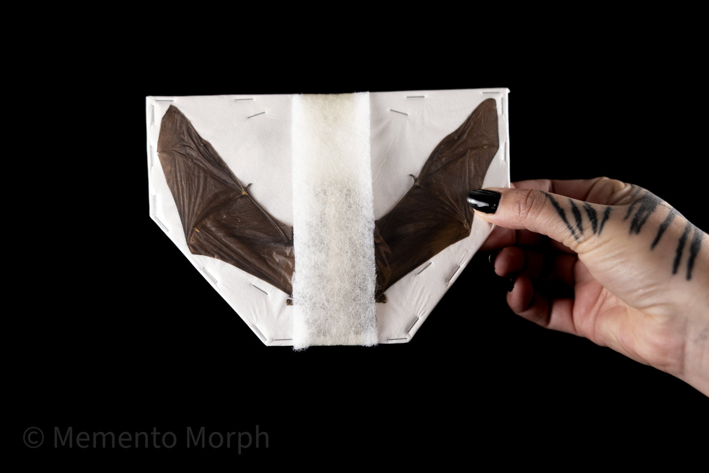 Pipistrellus Imbricatus (Preserved)