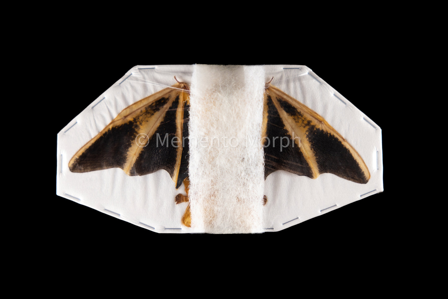 Kerivoula Picta - Half Folded (Preserved)