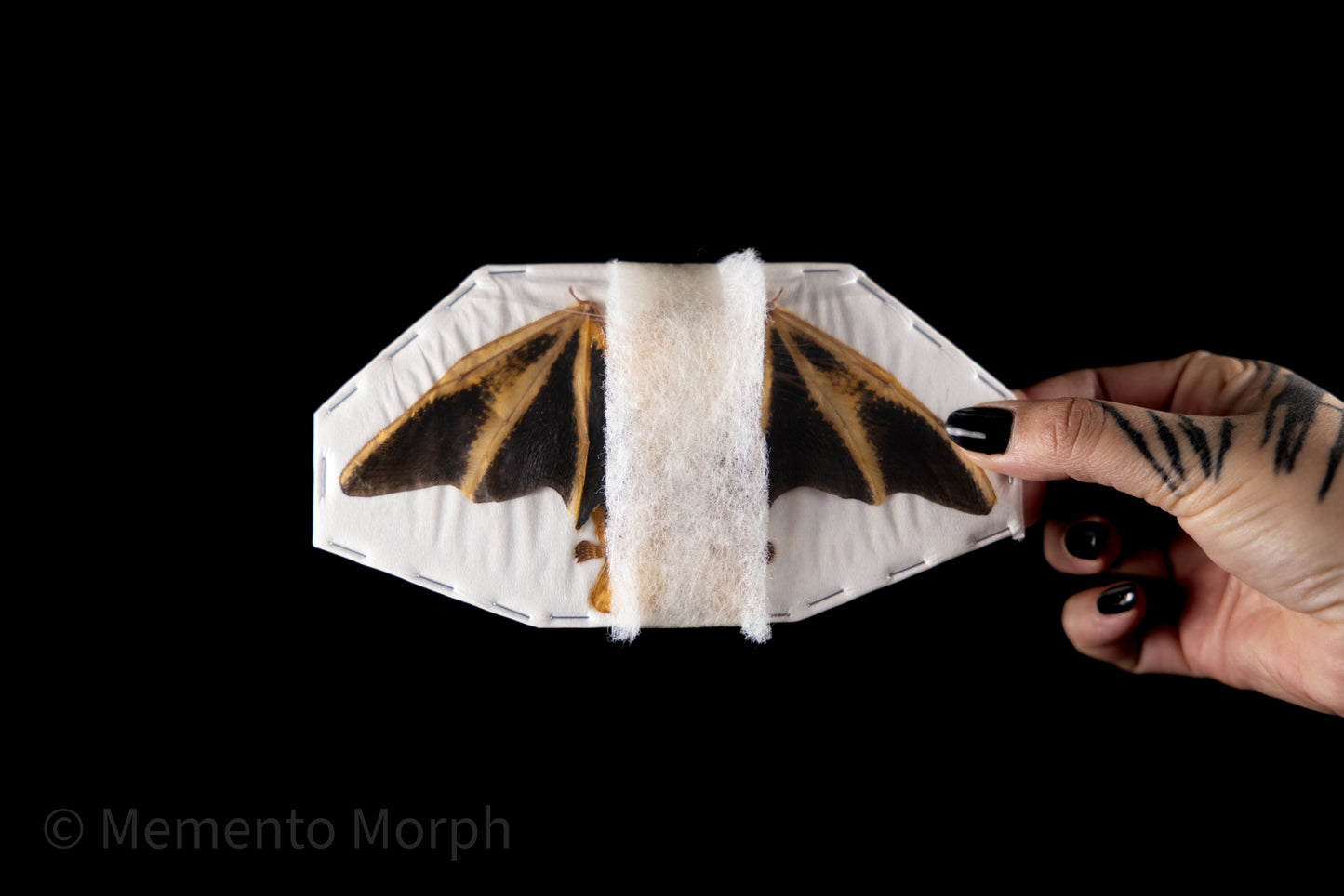 Kerivoula Picta - Half Folded (Preserved)