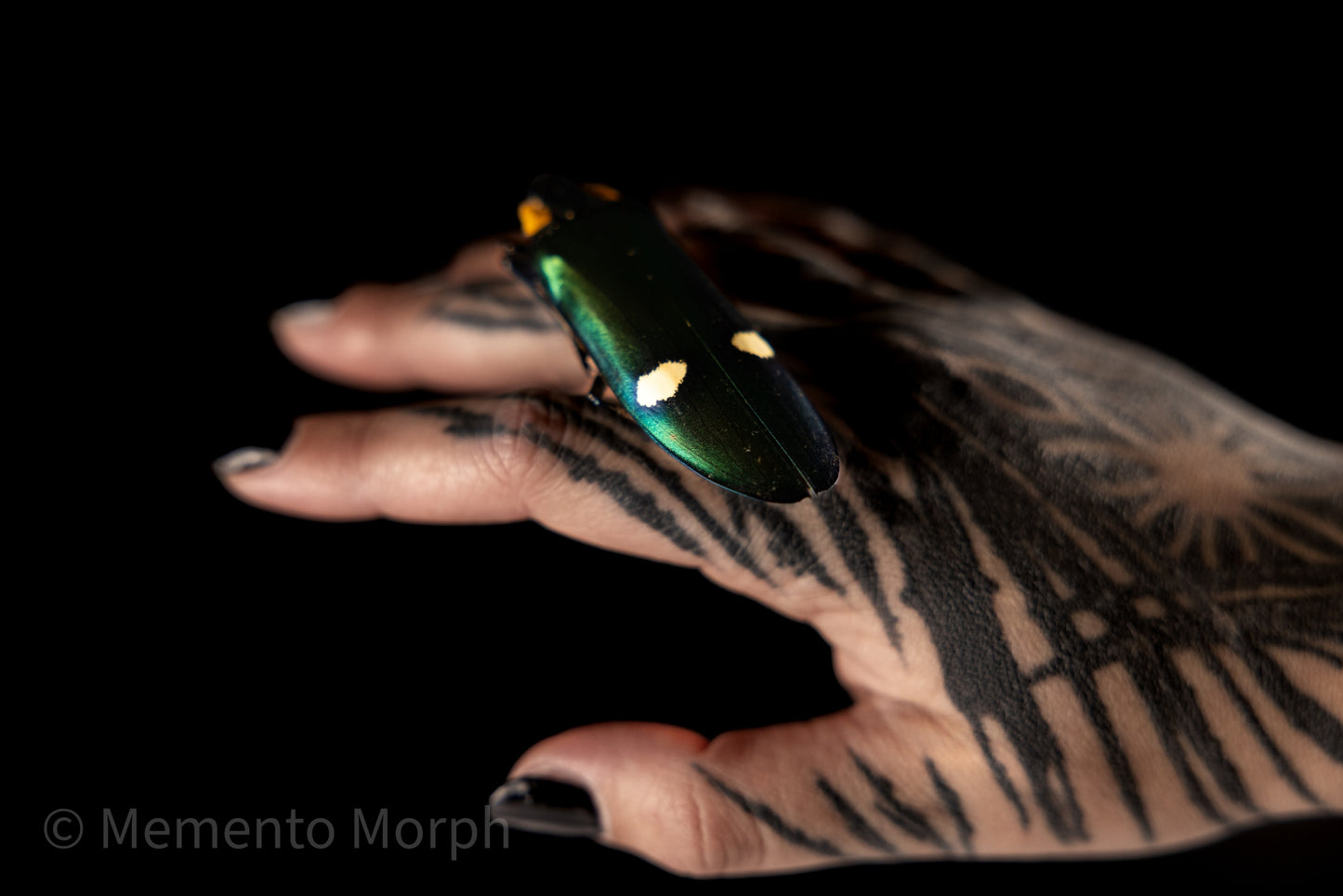 Megaloxantha bicolor (Unmounted)