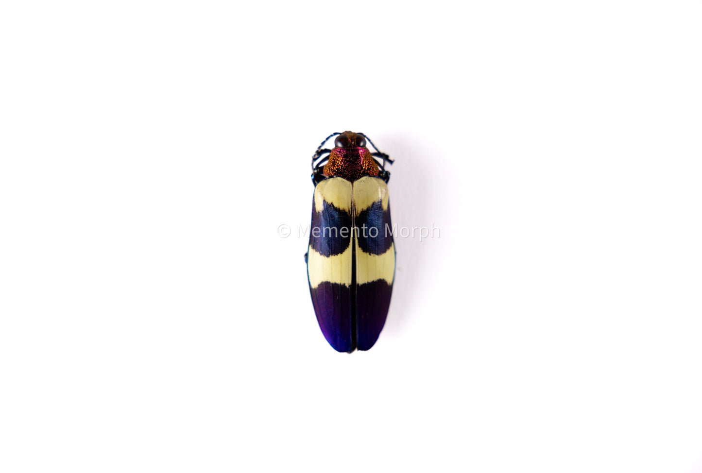 Chrysochroa Buqueti (Unmounted)