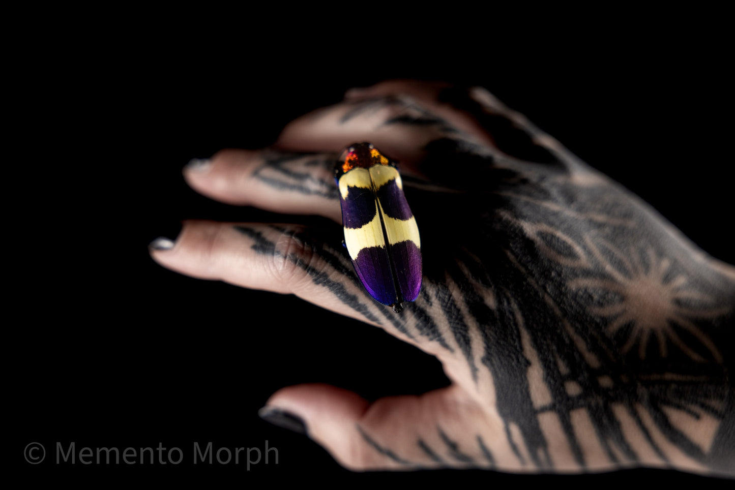 Chrysochroa Buqueti (Unmounted)