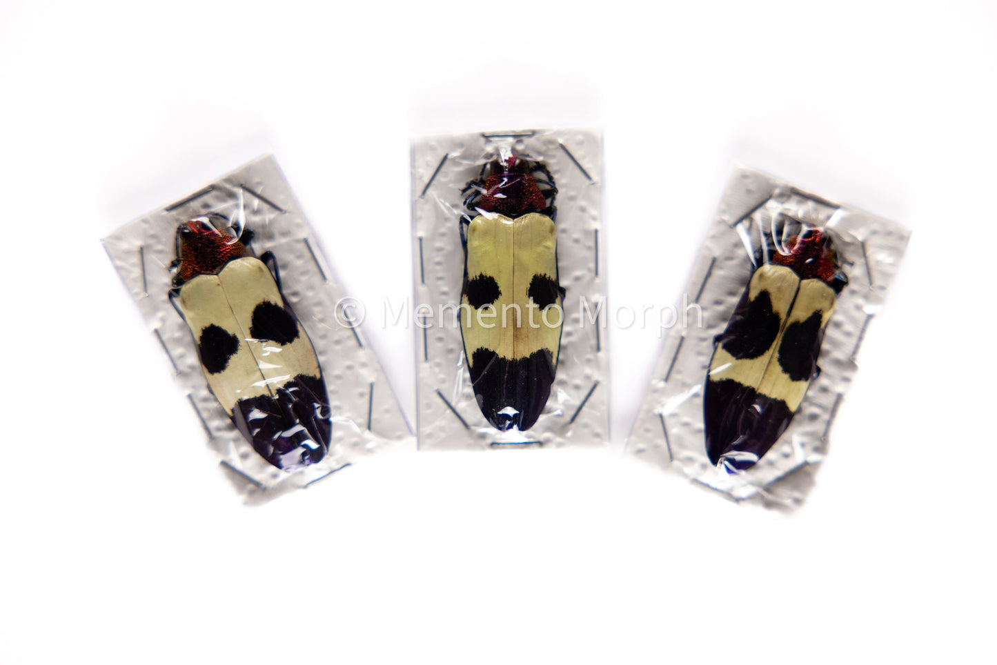 Chrysochroa Buqueti (Unmounted)