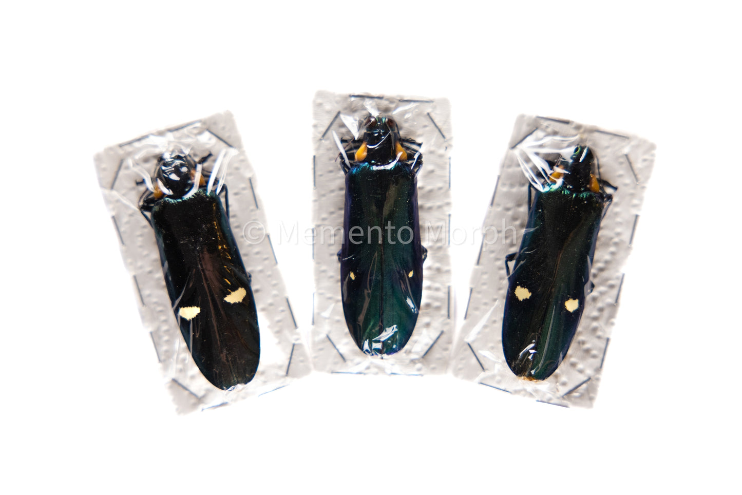 Megaloxantha bicolor (Unmounted)