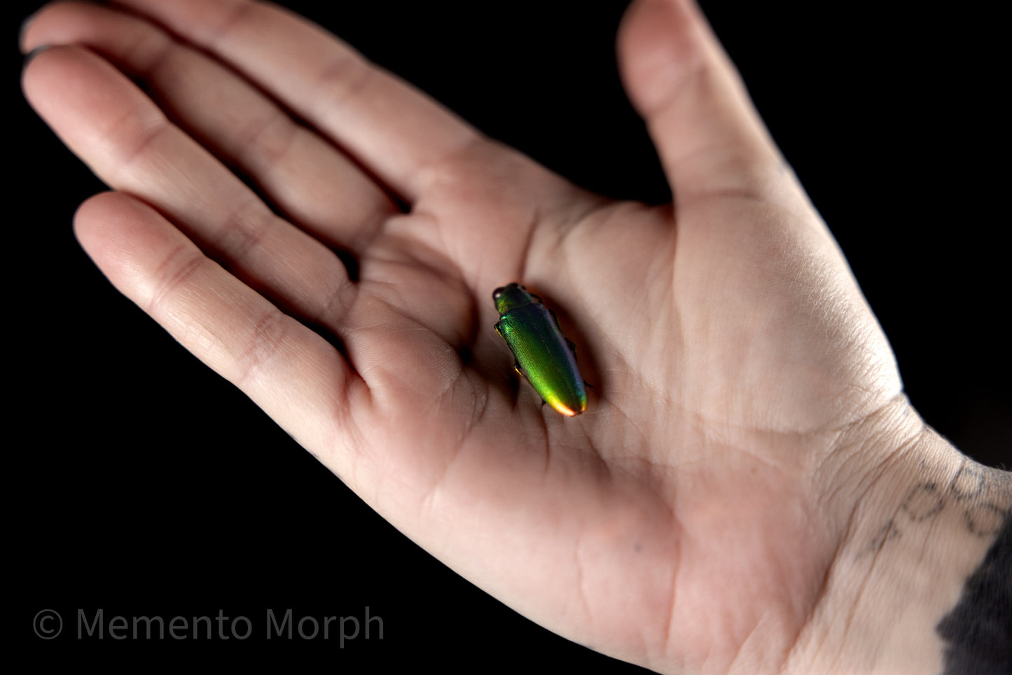 Chrysochroa Fulminans (Unmounted)