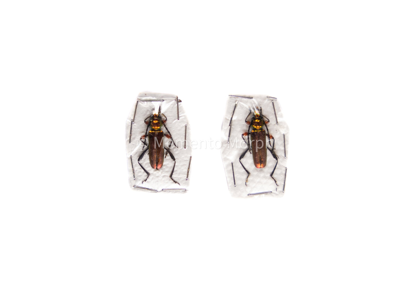 Synaptola Nitidipennis (Unmounted)