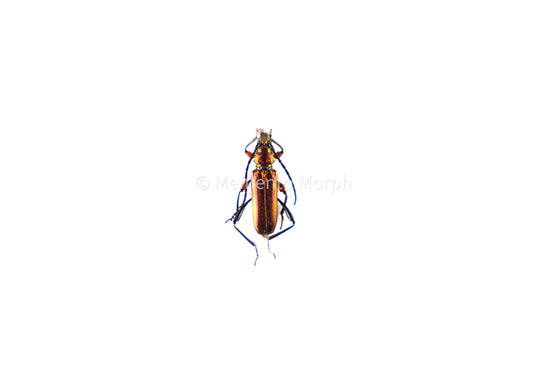 Synaptola Nitidipennis (Unmounted)