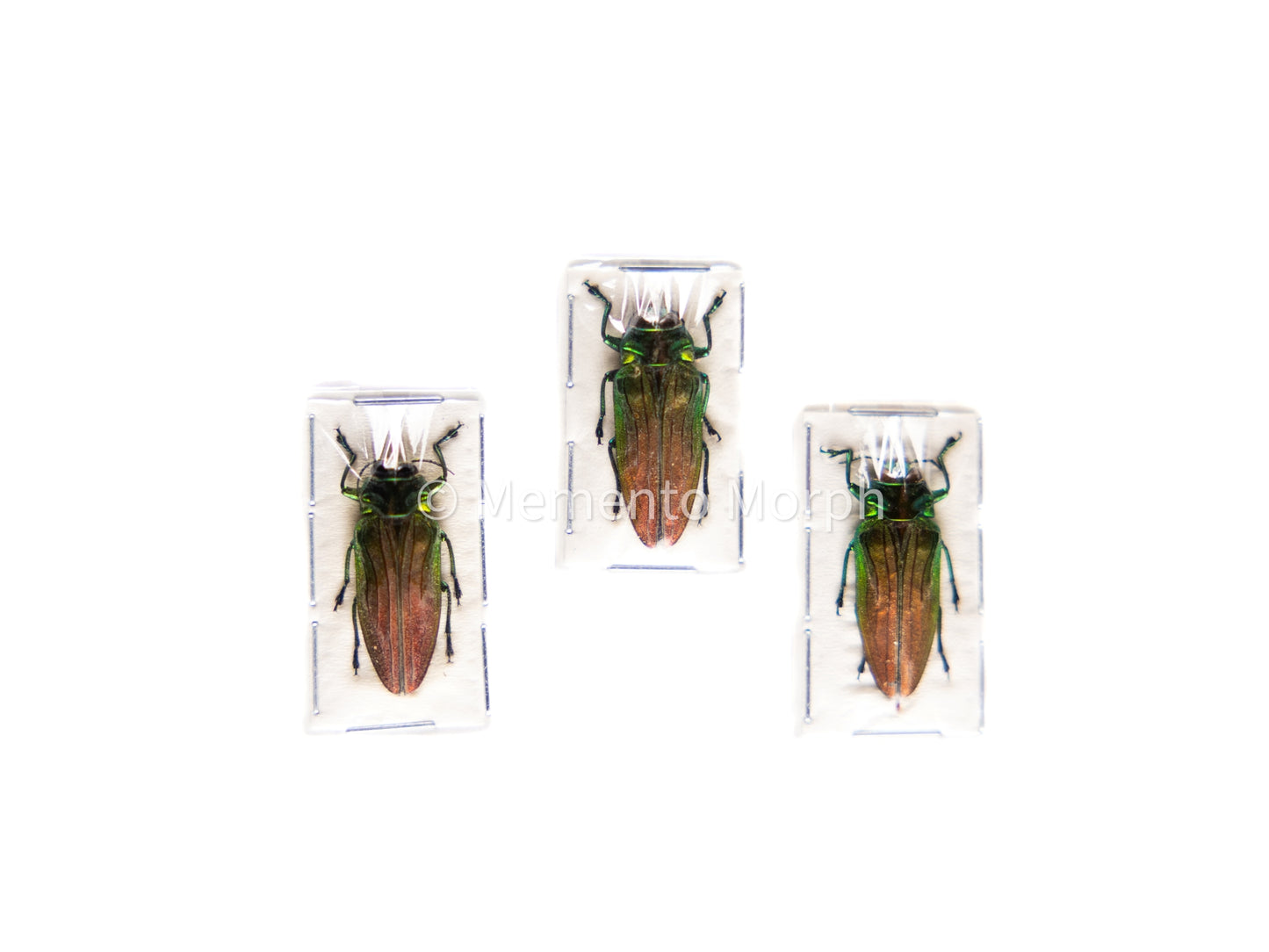 Belionota Sumptuosa (Unmounted)