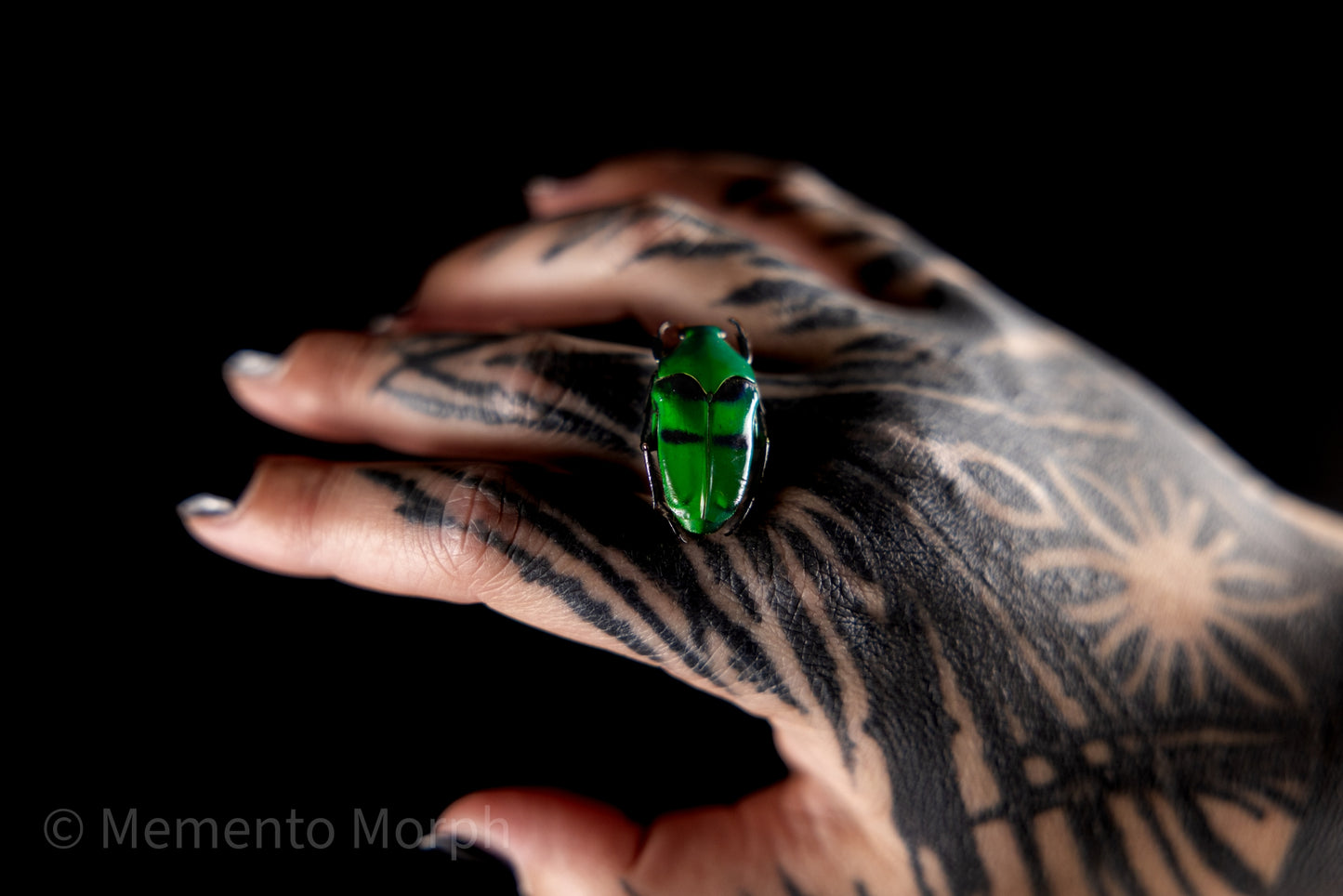 Ischiopsopha Bifasciata (Unmounted)