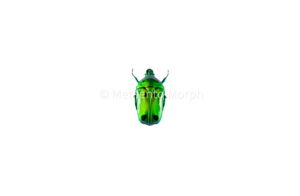 Heterorrhina Sexmaculata (Unmounted) – Memento Morph