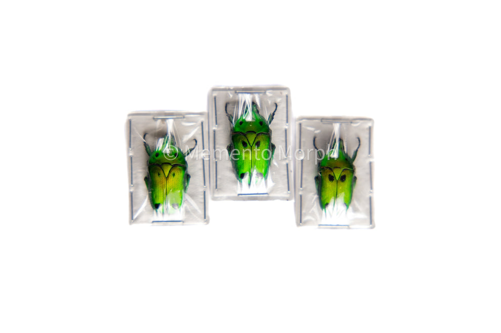 Heterorrhina Sexmaculata (Unmounted) – Memento Morph