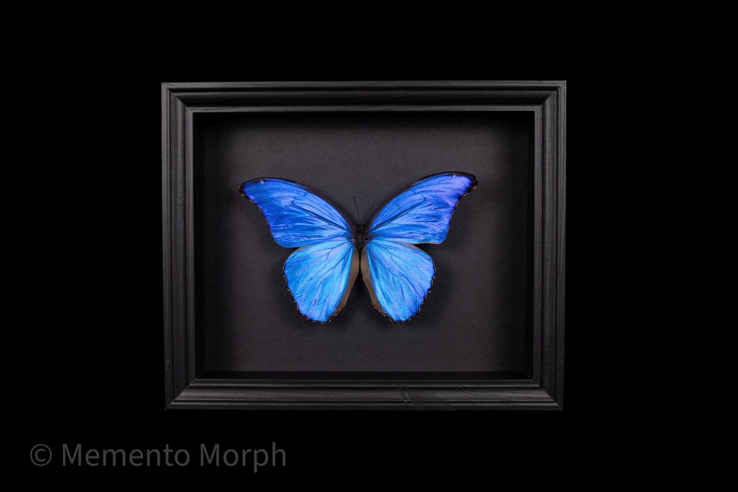 Framed Morpho Didius with Black Background