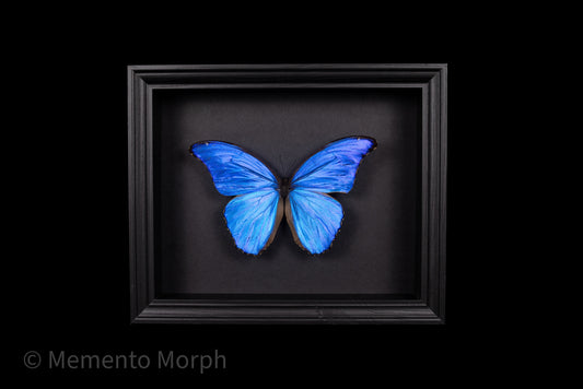 Framed Morpho Didius with Black Background