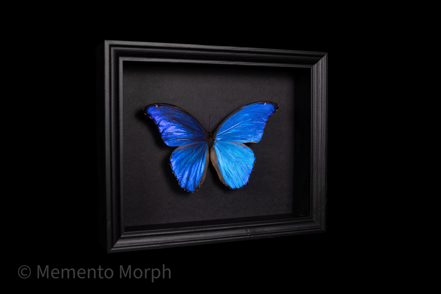 Framed Morpho Didius with Black Background