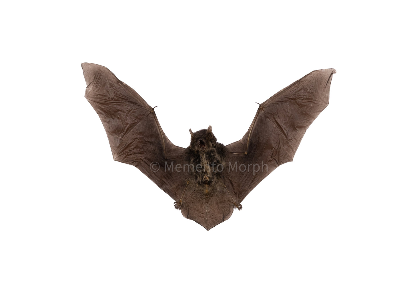 Pipistrellus Imbricatus (Preserved)