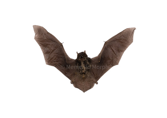 Pipistrellus Imbricatus (Preserved)