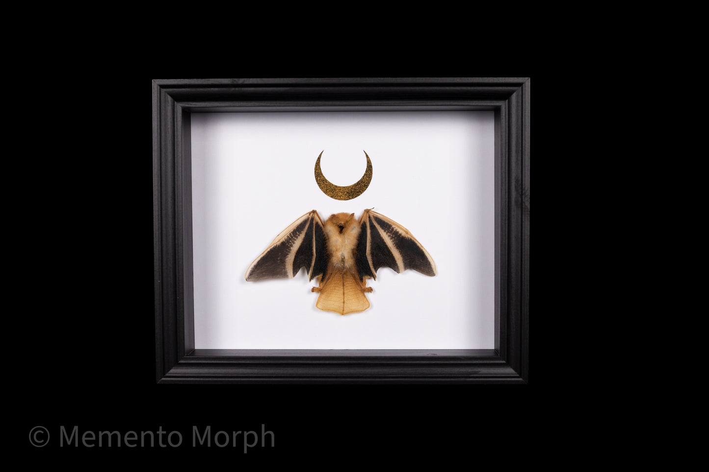 Framed Kerivoula Picta (Half Folded) with Gold Moon