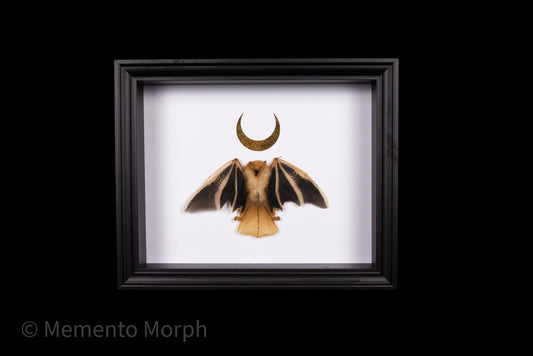 Framed Kerivoula Picta (Half Folded) with Gold Moon