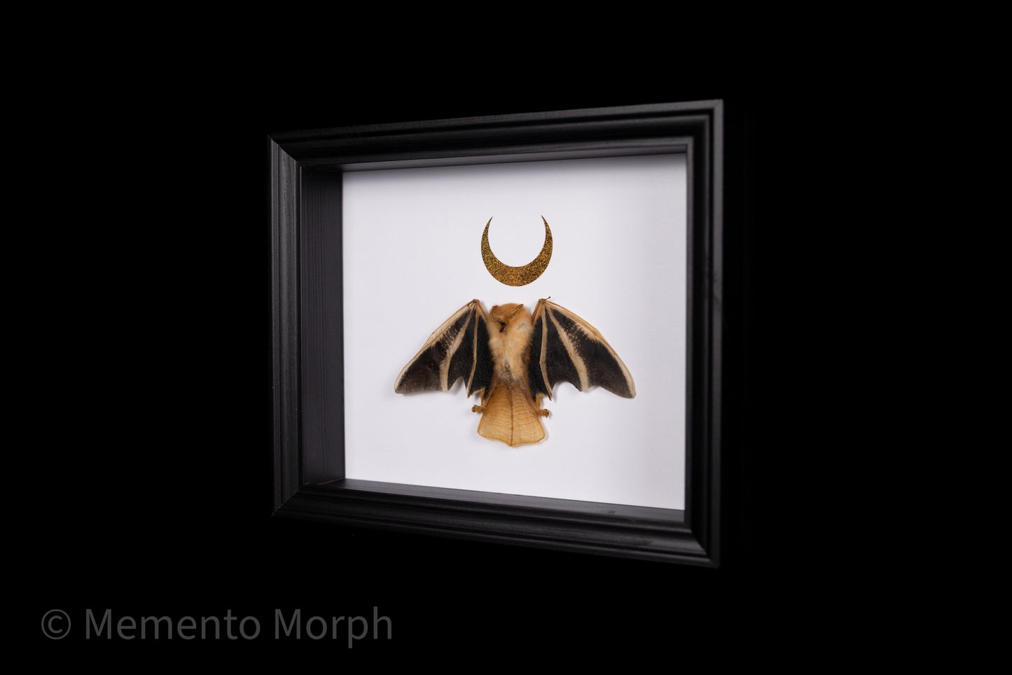 Framed Kerivoula Picta (Half Folded) with Gold Moon