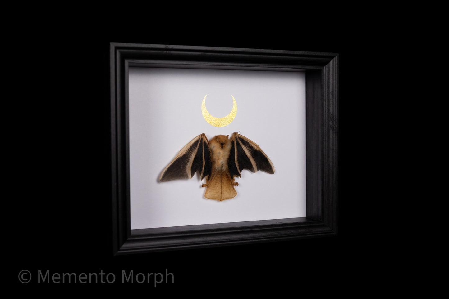Framed Kerivoula Picta (Half Folded) with Gold Moon