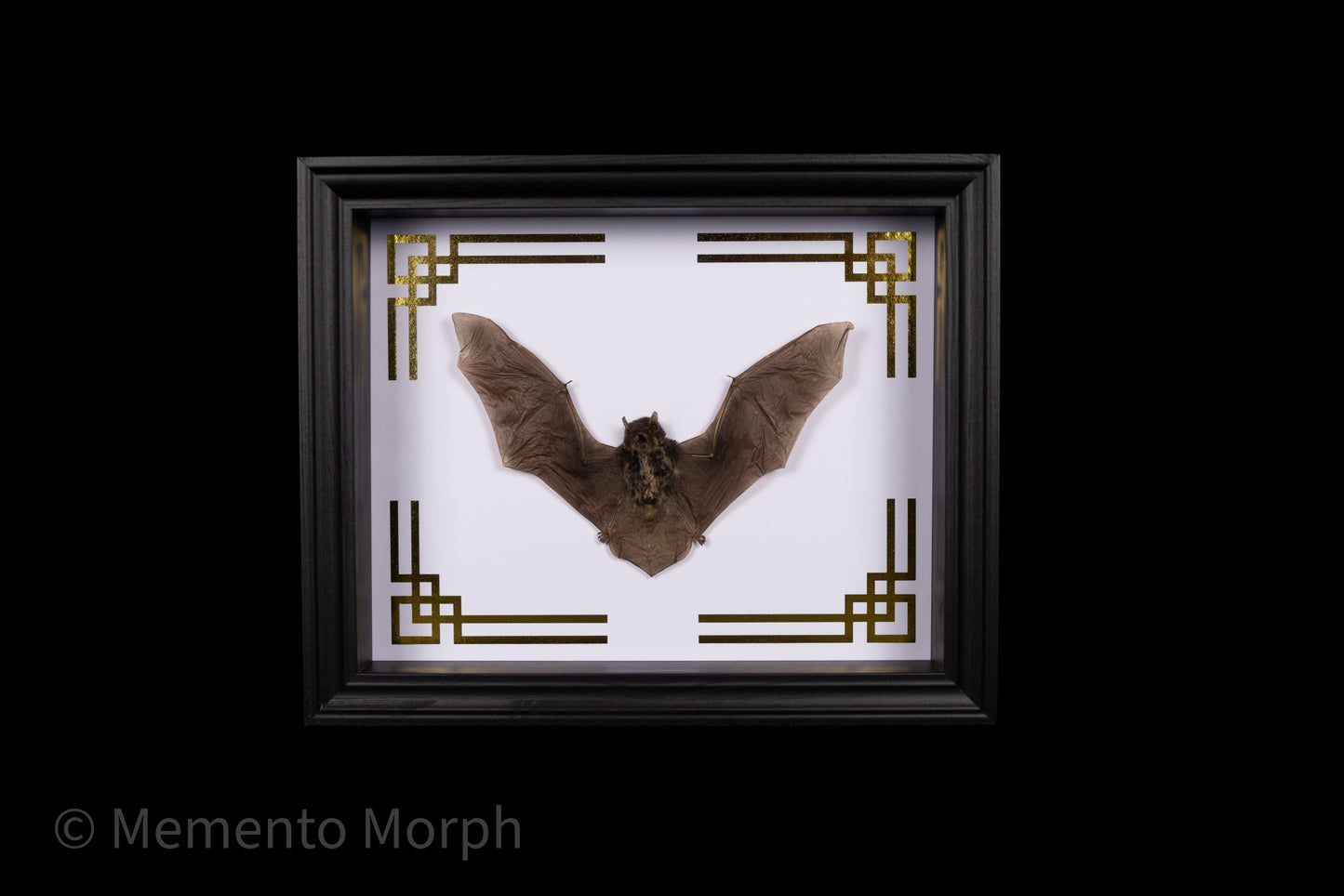Framed Pipistrellus Imbricatus with Gold Ornaments