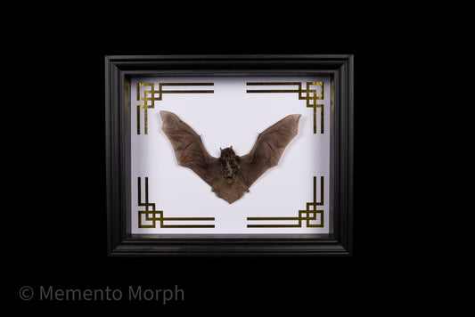 Framed Pipistrellus Imbricatus with Gold Ornaments