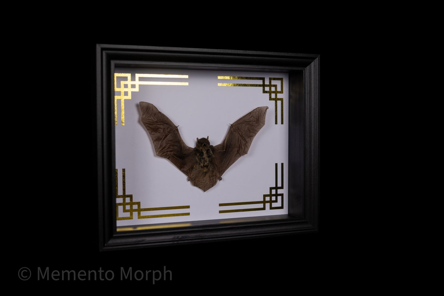 Framed Pipistrellus Imbricatus with Gold Ornaments