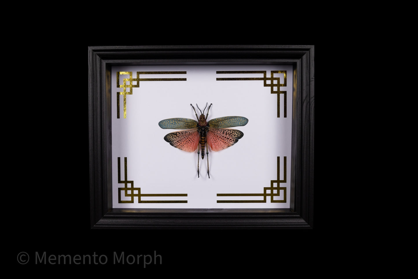 Framed Phymateus Saxosus with Gold Japanese Ornamental Background