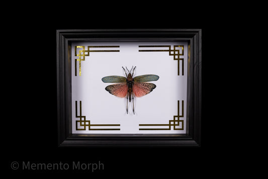 Framed Phymateus Saxosus with Gold Japanese Ornamental Background