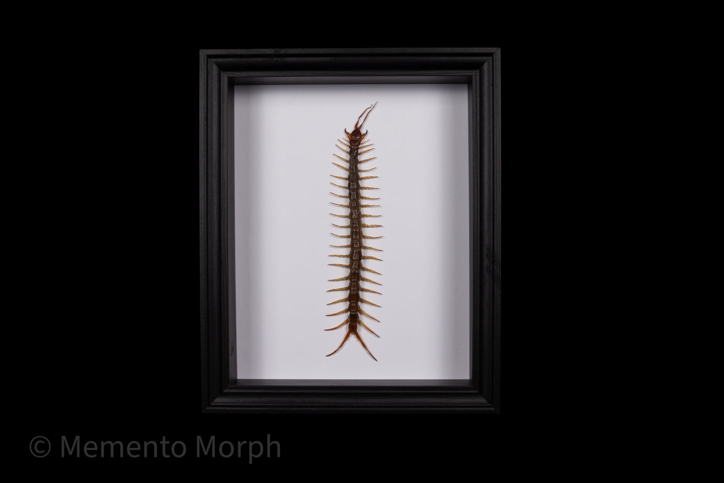 Framed Scolopendra Centipede with white Background