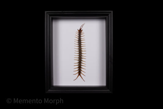 Framed Scolopendra Centipede with white Background